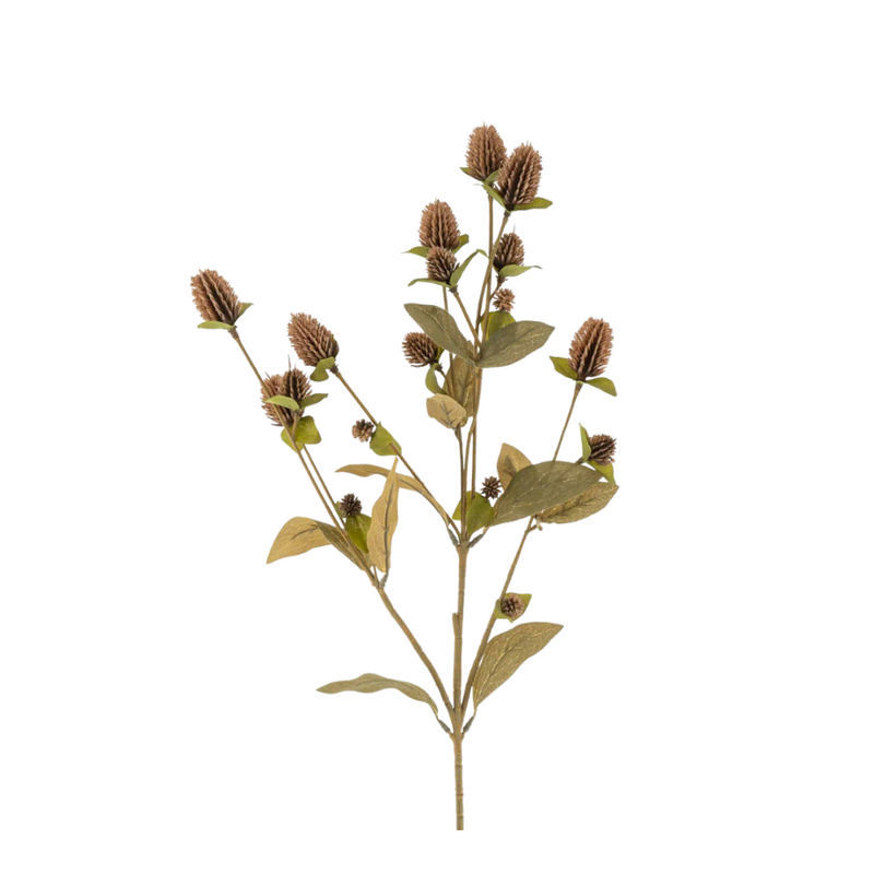 Globe Amaranth - Floral Stem