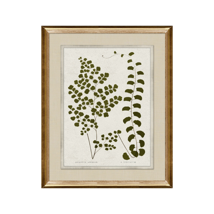Botanical Green II [17" x 21"]