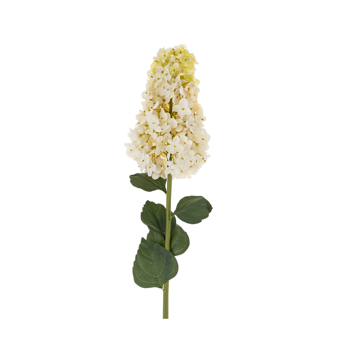 Hydrangea Paniculata Stem