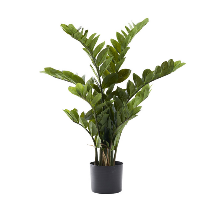 Zamiifolia Plant