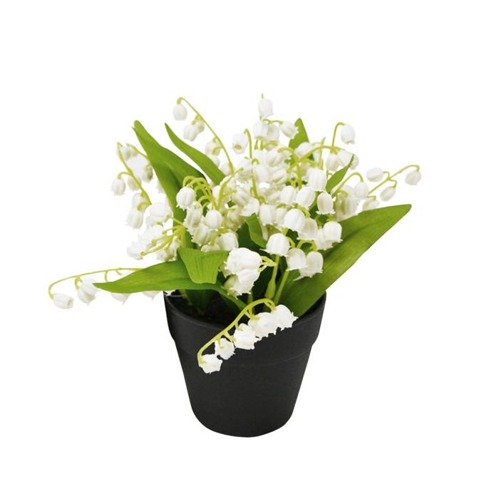 Lily Of The Valley (In Pot)