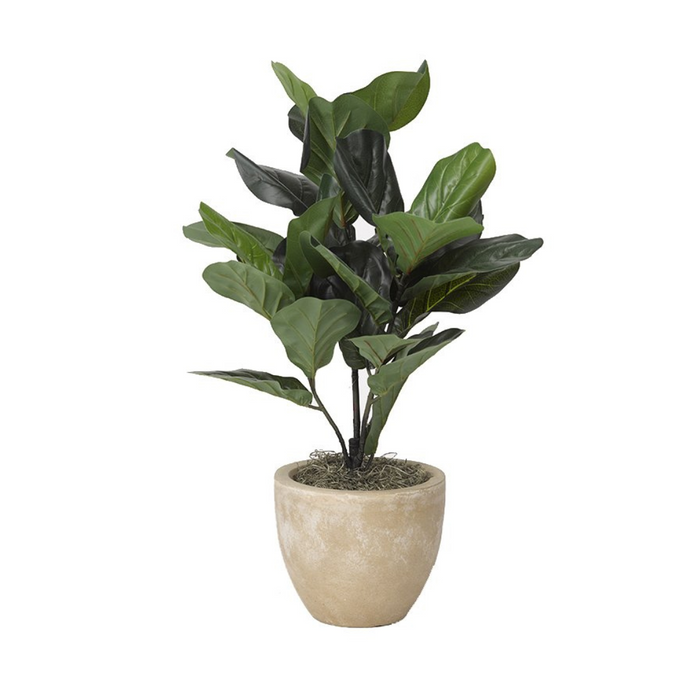 Fiddle Leaf Fig Plant in Clay Planter