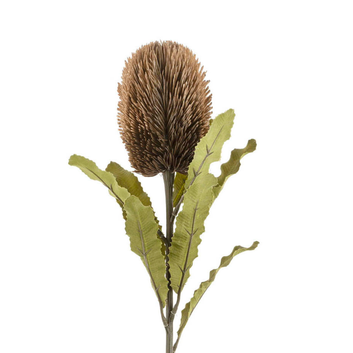 Banksia Floral Stem - Brown