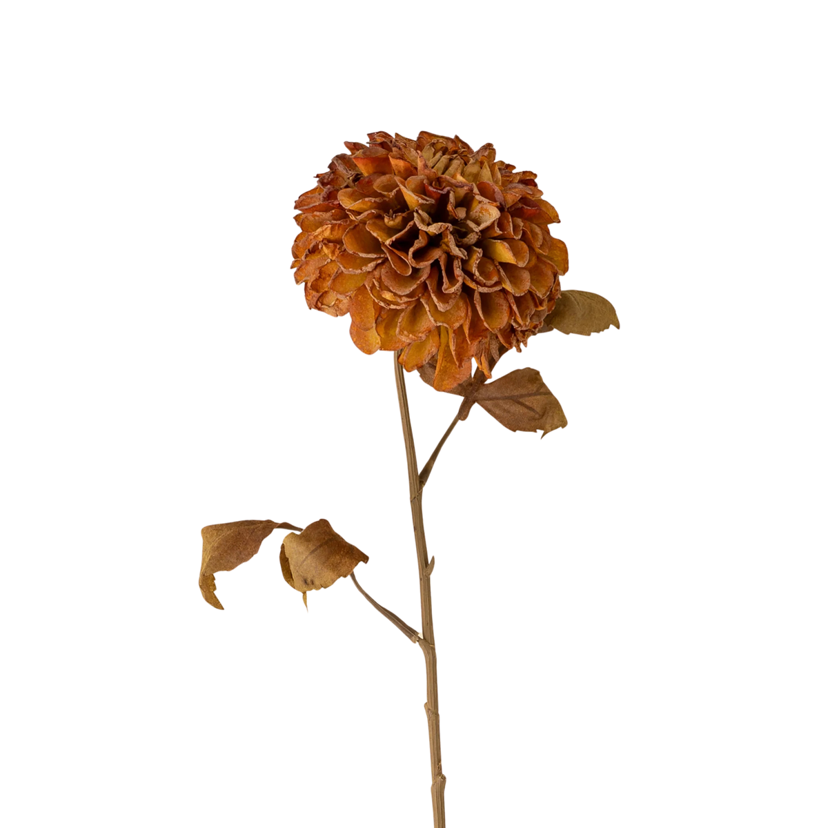 Pompom Dahlia Stem [Brown]