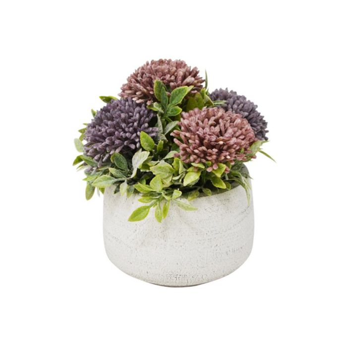 Chrysanthemum in Pot
