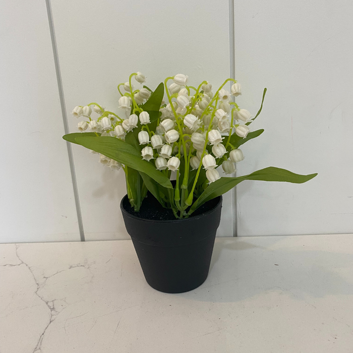 Lily Of The Valley (In Pot)