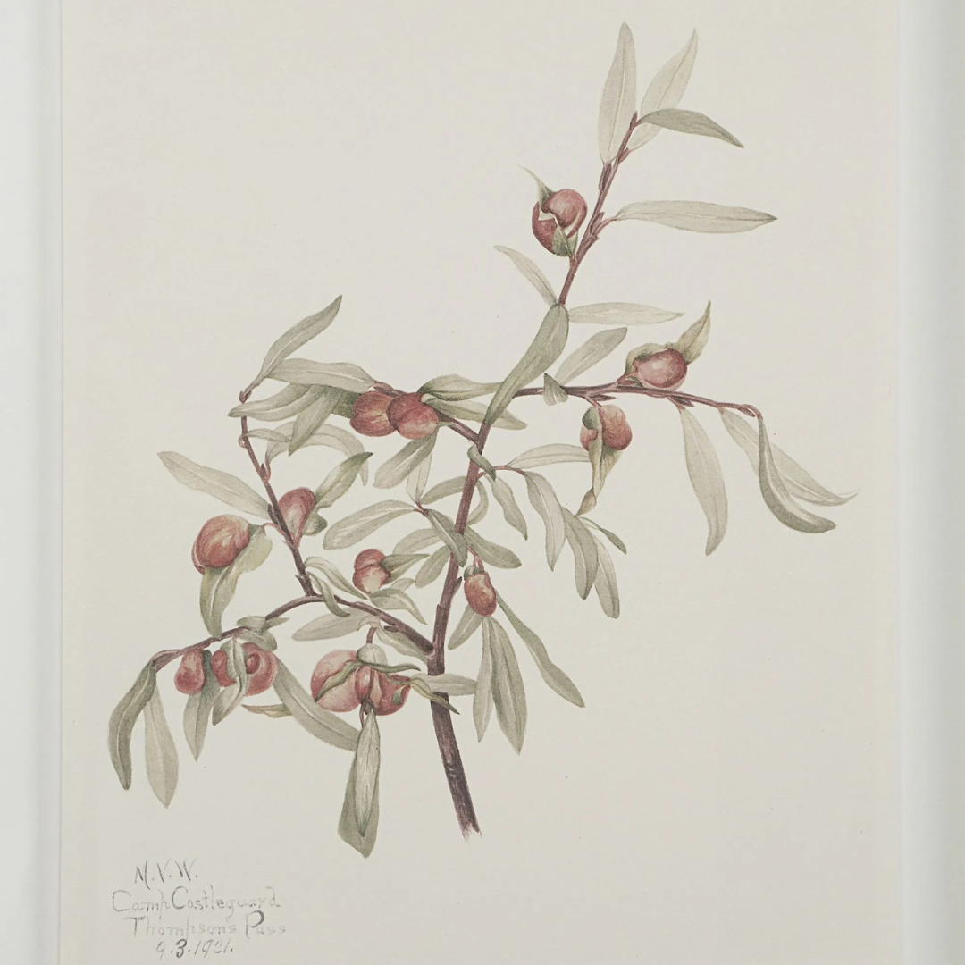 Corolla I [13" x 15" Framed Art Print]