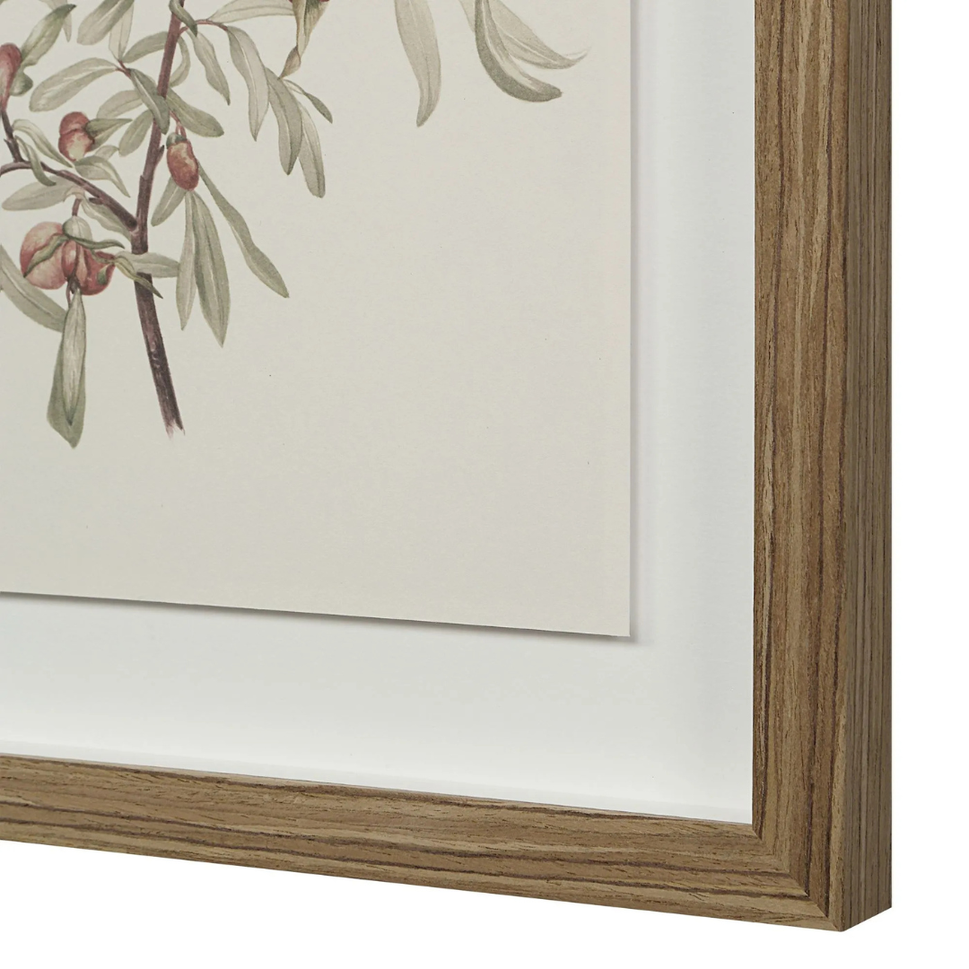 Corolla I [13" x 15" Framed Art Print]