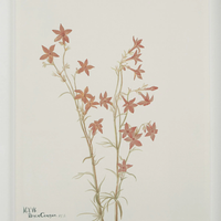 Corolla II [13" x 15" Framed Art Print]