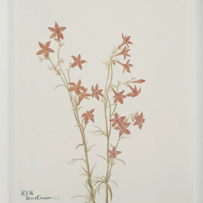 Corolla II [13" x 15" Framed Art Print]