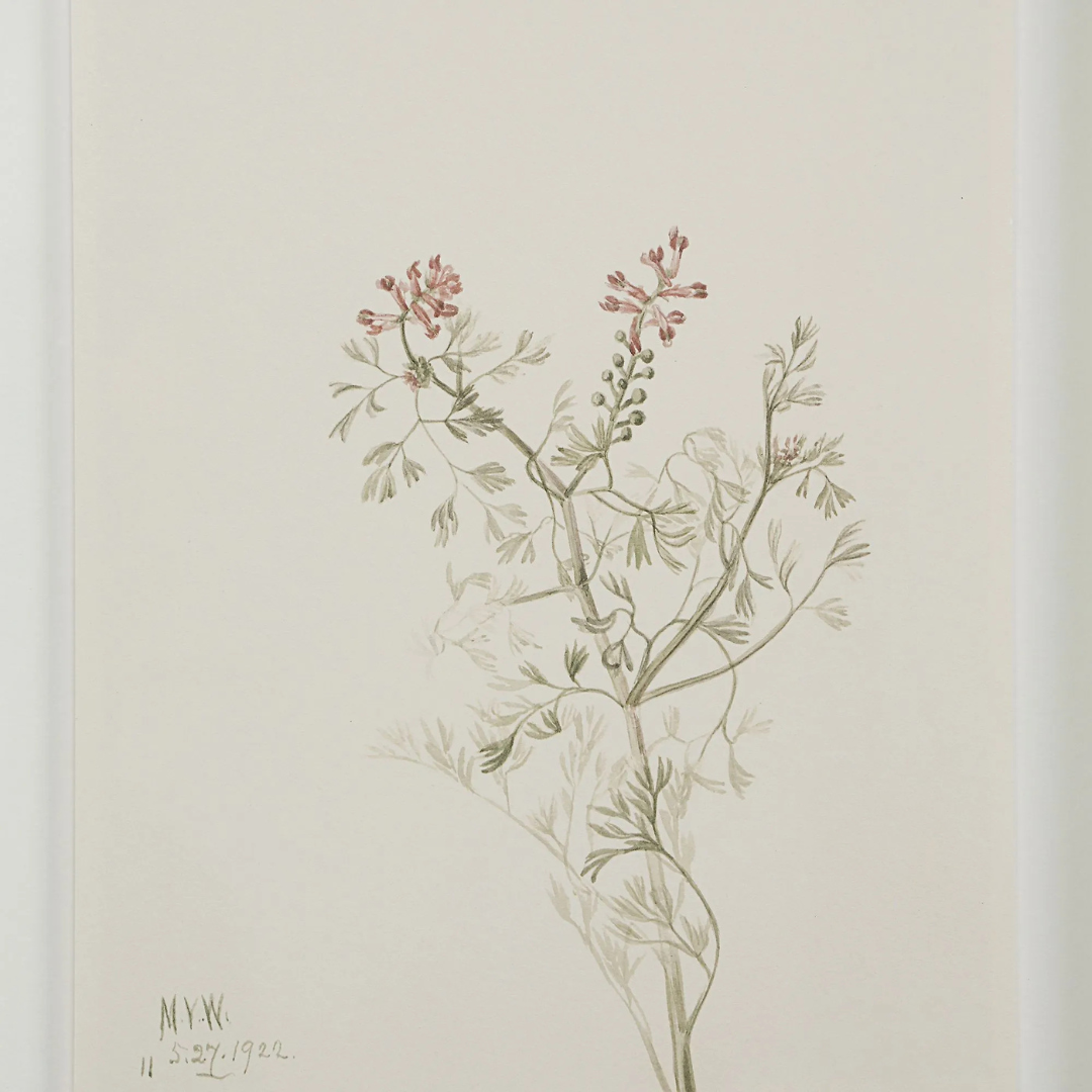 Corolla III [13" x 15" Framed Art Print]