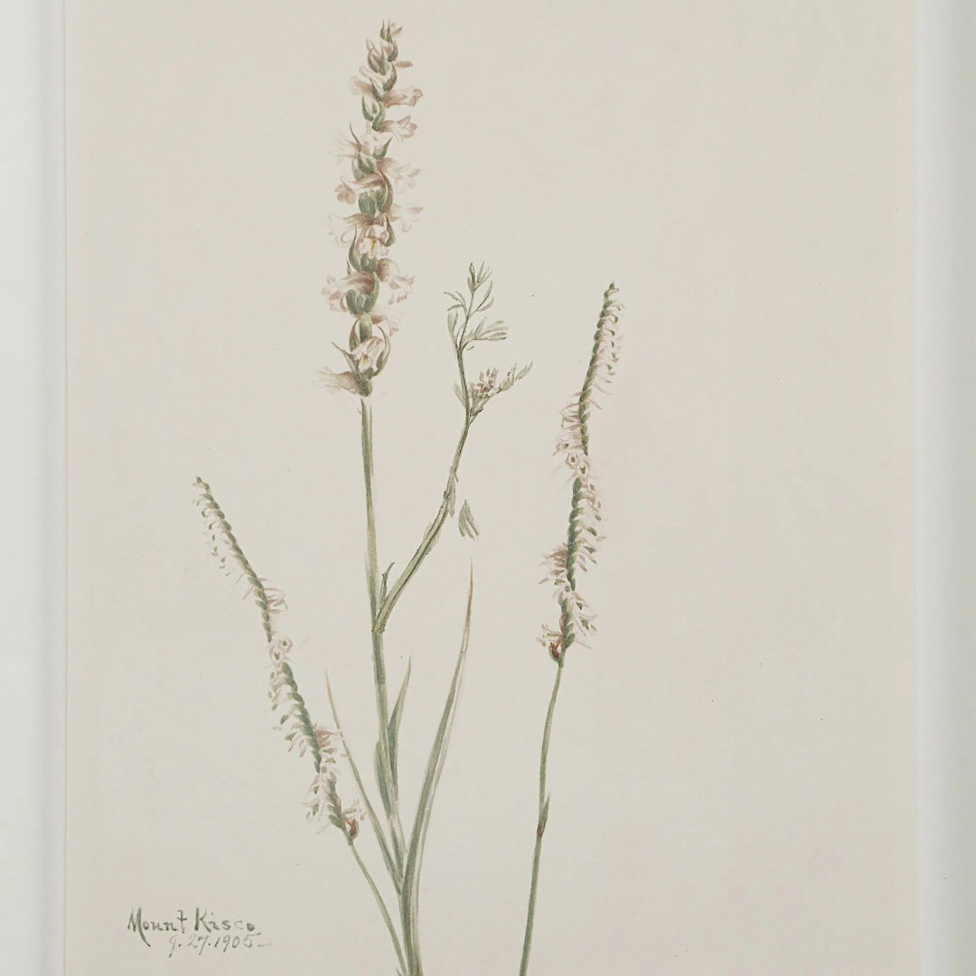 Corolla IV [13" x 15" Framed Art Print]