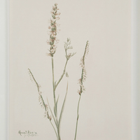 Corolla IV [13" x 15" Framed Art Print]