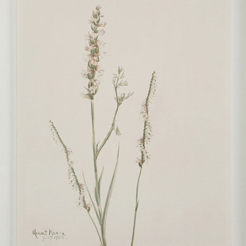 Corolla IV [13" x 15" Framed Art Print]