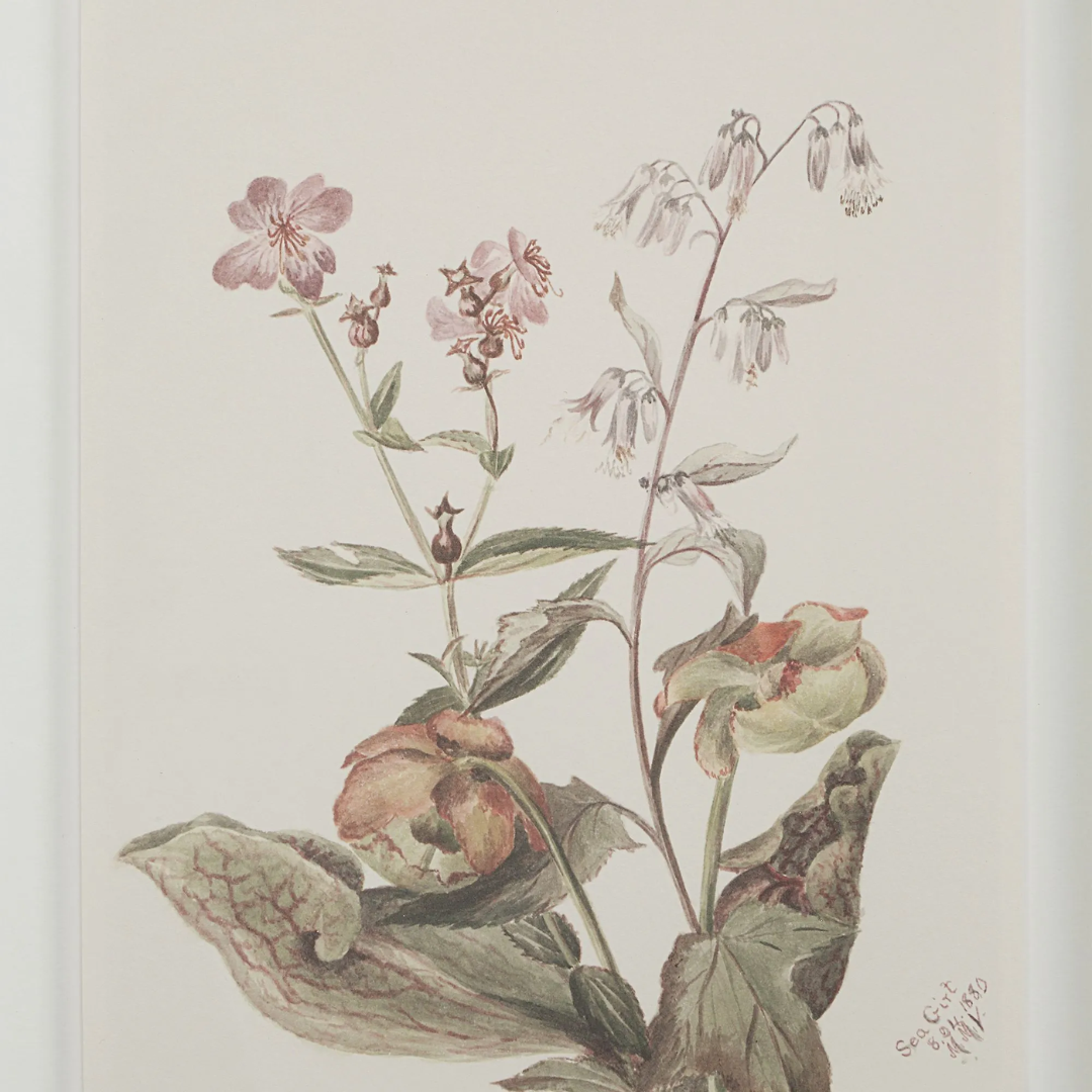 Corolla V [13" x 15" Framed Art Print]