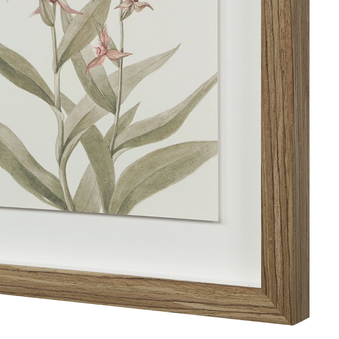 Corolla VI [13" x 15" Framed Art Print]