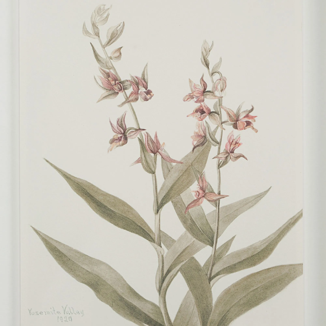 Corolla VI [13" x 15" Framed Art Print]