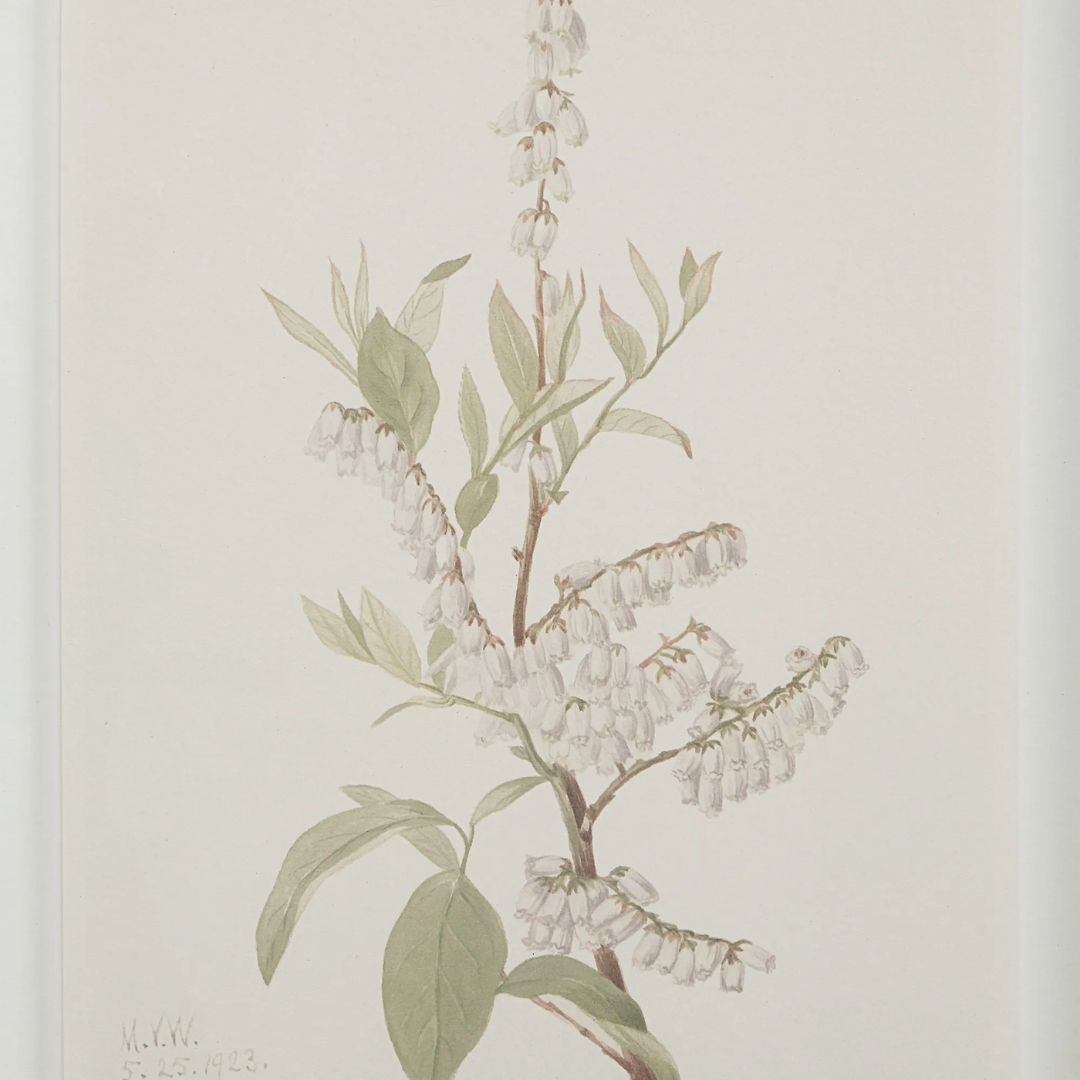 Corolla VII [13" x 15" Framed Art Print]