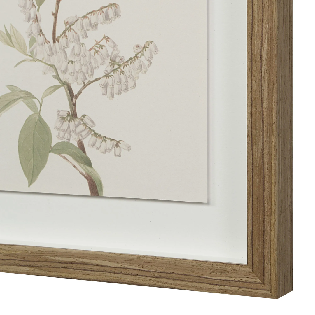 Corolla VII [13" x 15" Framed Art Print]