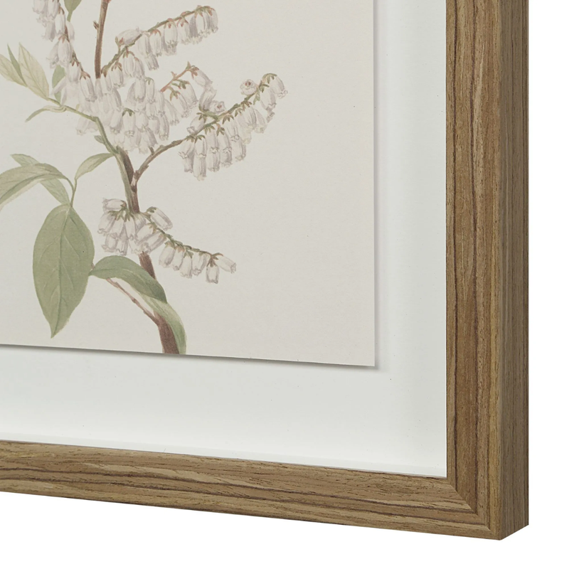 Corolla VII [13" x 15" Framed Art Print]