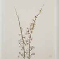 Corolla VIII [13" x 15" Framed Art Print]