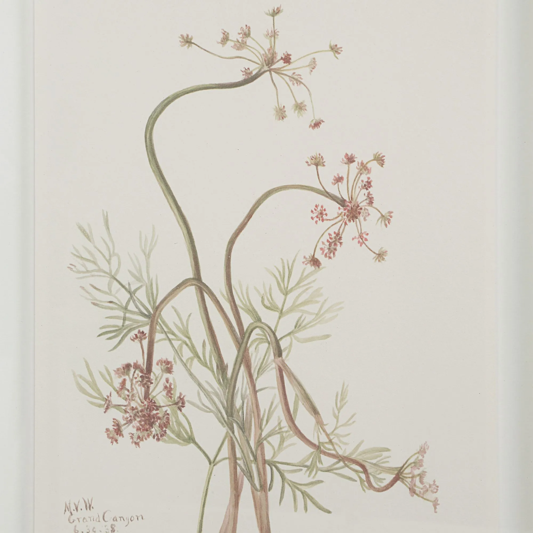 Corolla IX [13" x 15" Framed Art Print]