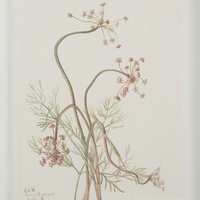 Corolla IX [13" x 15" Framed Art Print]