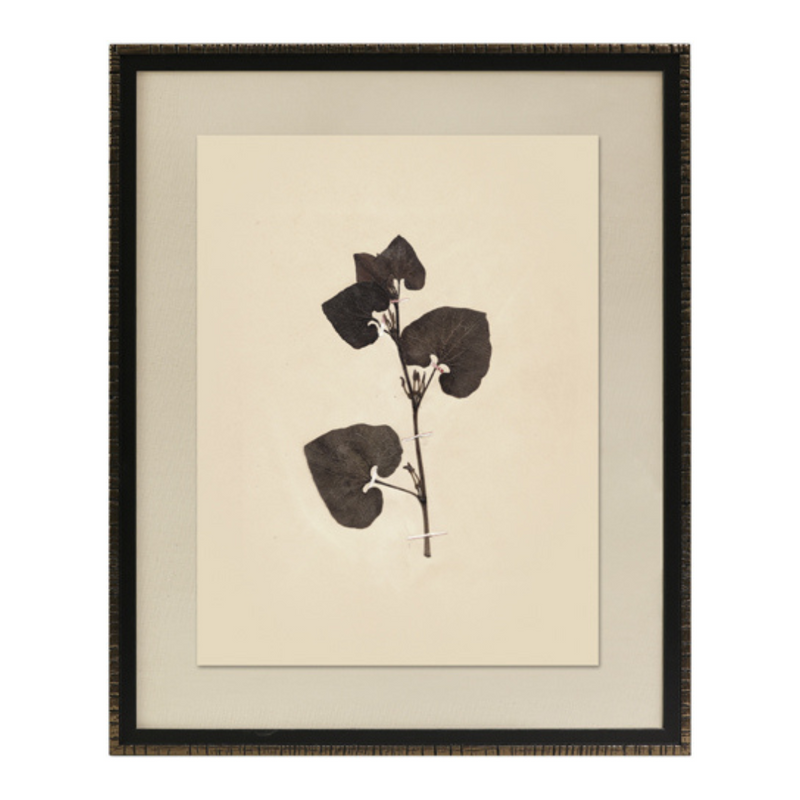 Pressed Botanical III Framed Art