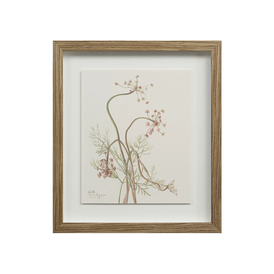 Corolla IX [13" x 15" Framed Art Print]