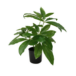 Pachira Potted Plant