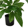 Pachira Potted Plant