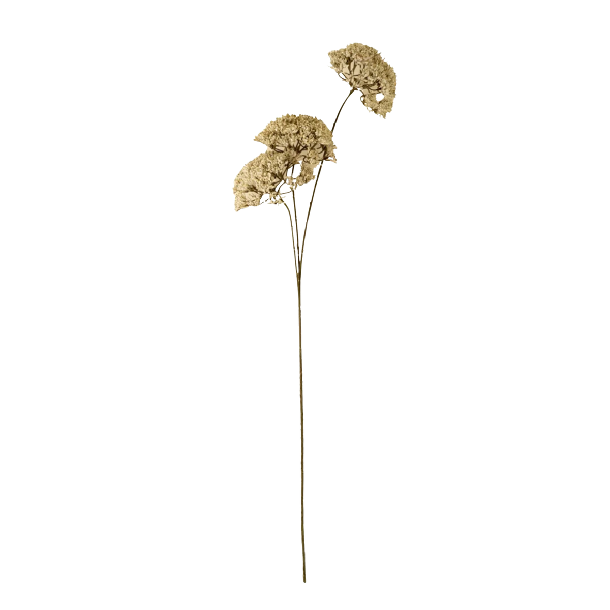 Queen Anne's Lace Spray