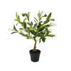 Potted Olive Tree Small