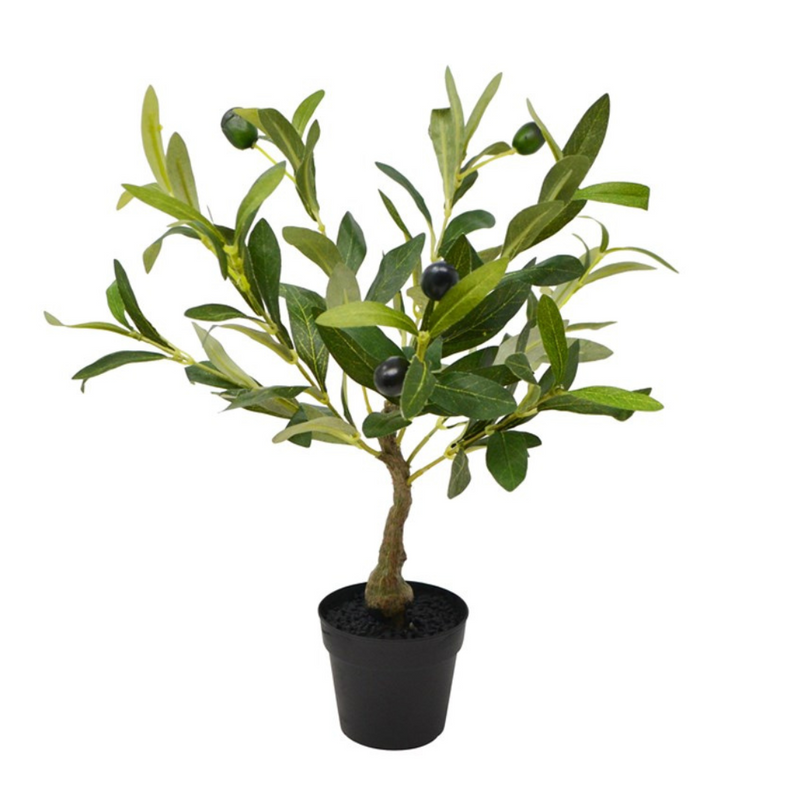 Potted Olive Tree Large