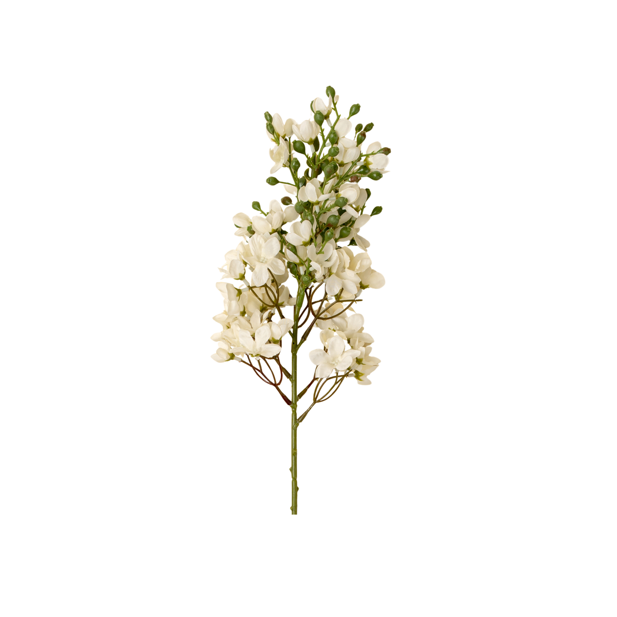 Delphinium Floral Stem