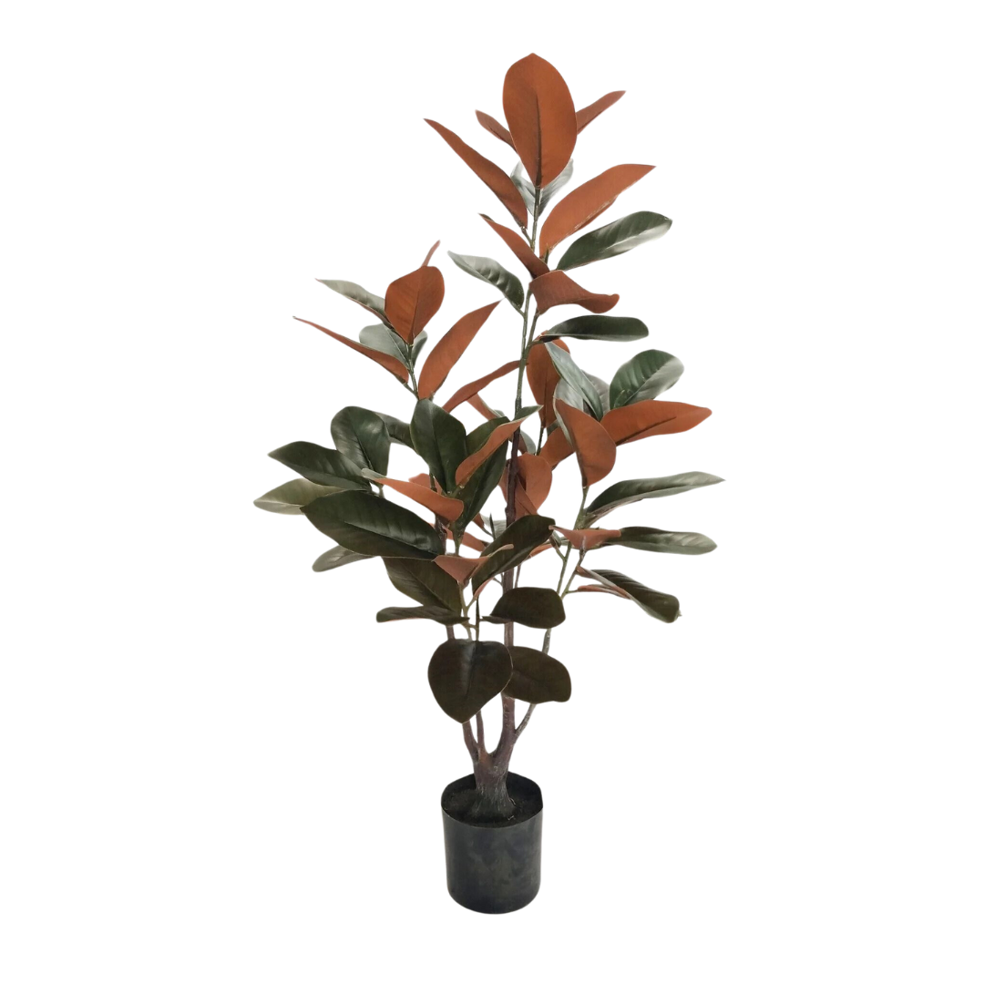 Little Gem Magnolia Plant [3' Red/Green]