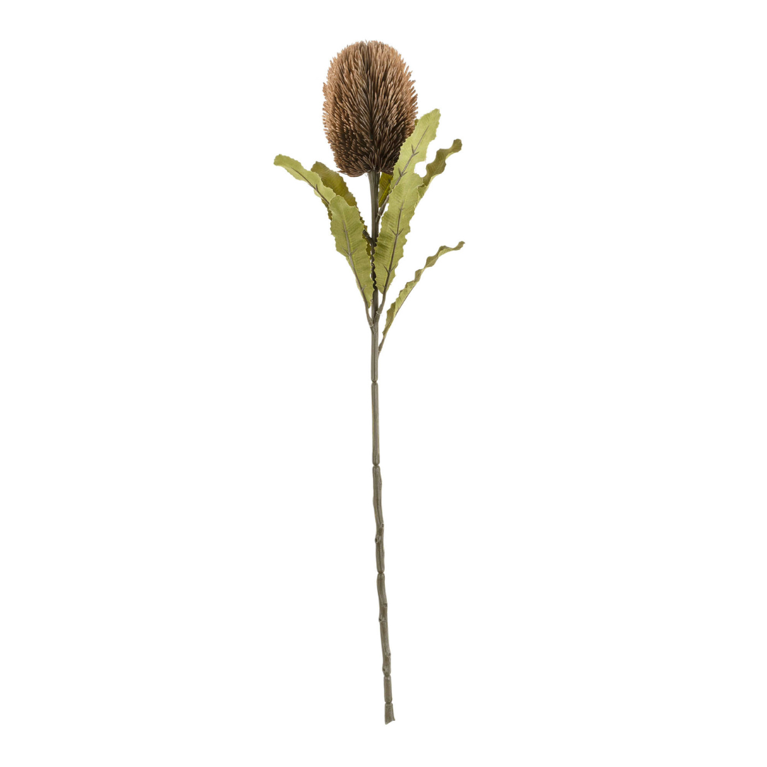 Banksia Floral Stem - Brown