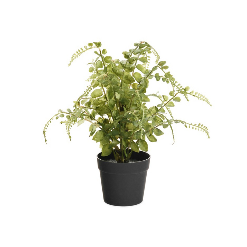 Potted Green Fern