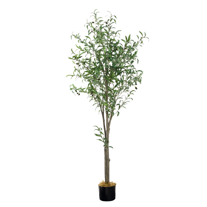 69' inch Olive Tree