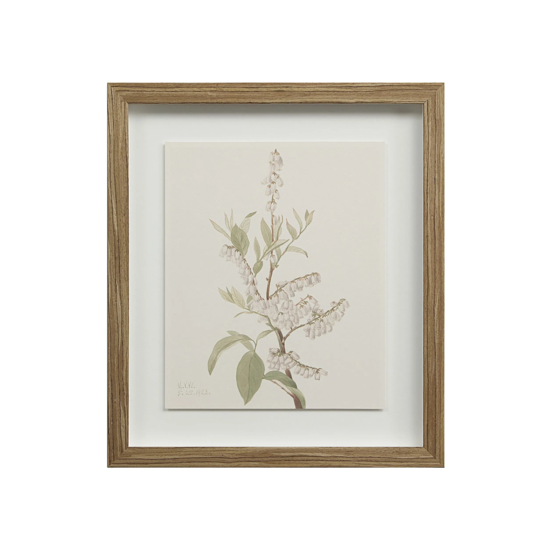 Corolla VII [13" x 15" Framed Art Print]