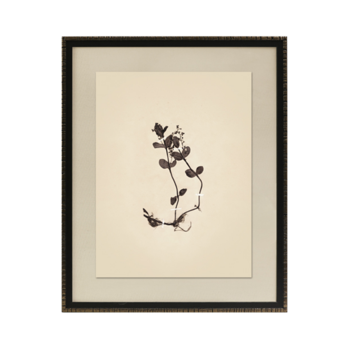 Pressed Botanical II Framed Art [17.25" x 21.25"]