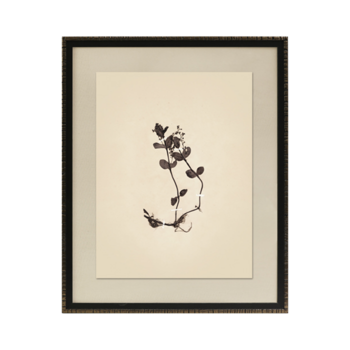 Pressed Botanical II Framed Art [17.25" x 21.25"]