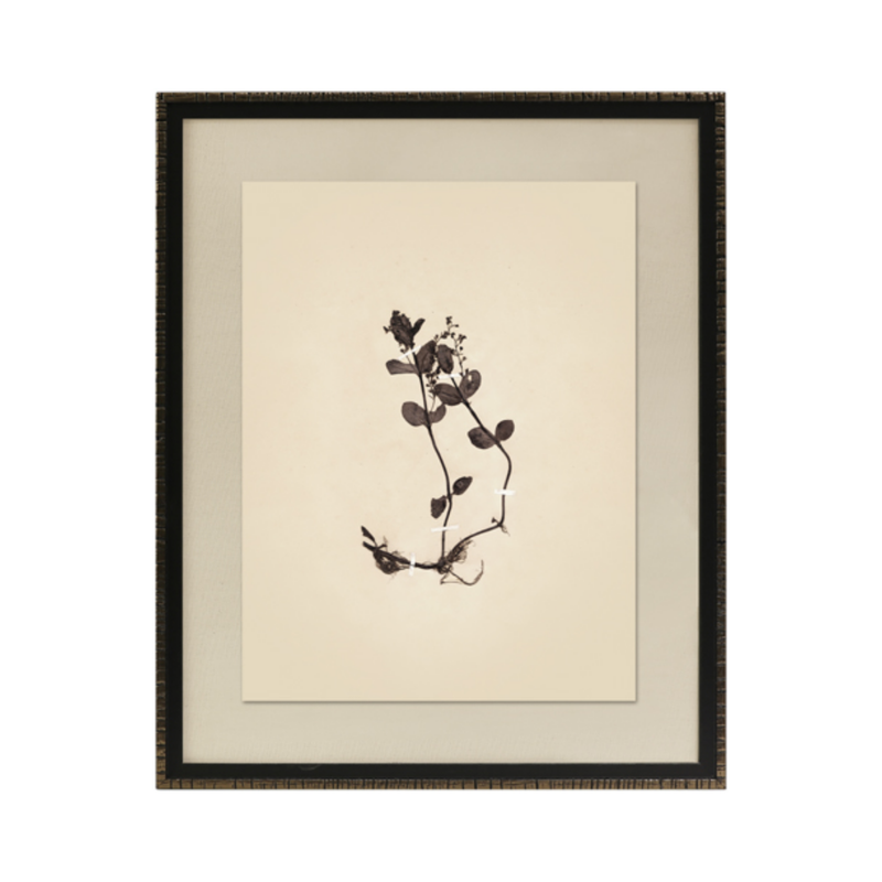 Pressed Botanical II Framed Art [17.25" x 21.25"]