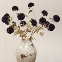 Pom Pom Floral Spray [Midnight]