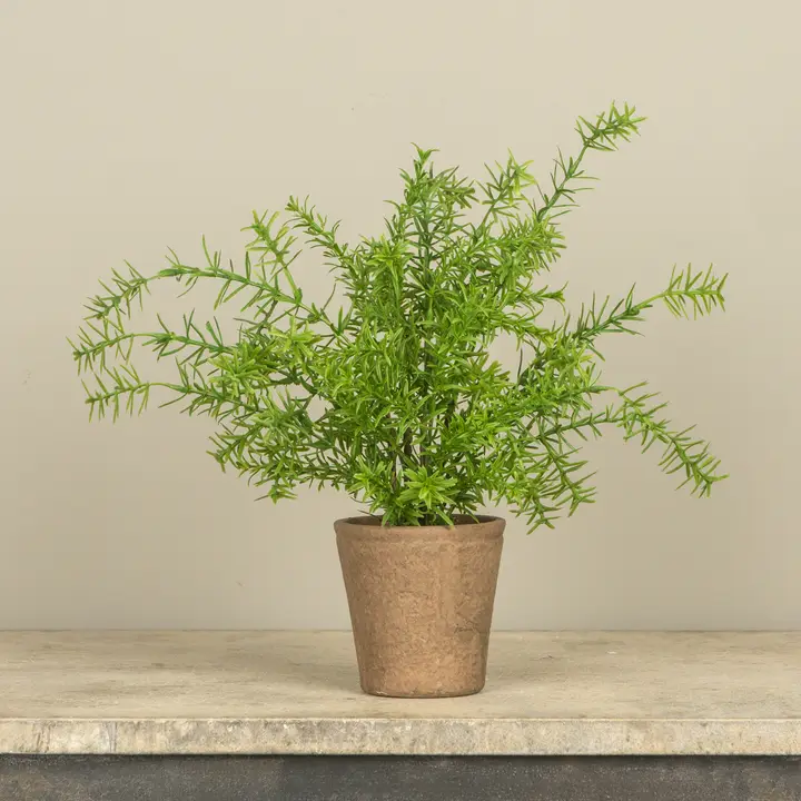 16" Potted Rosemary