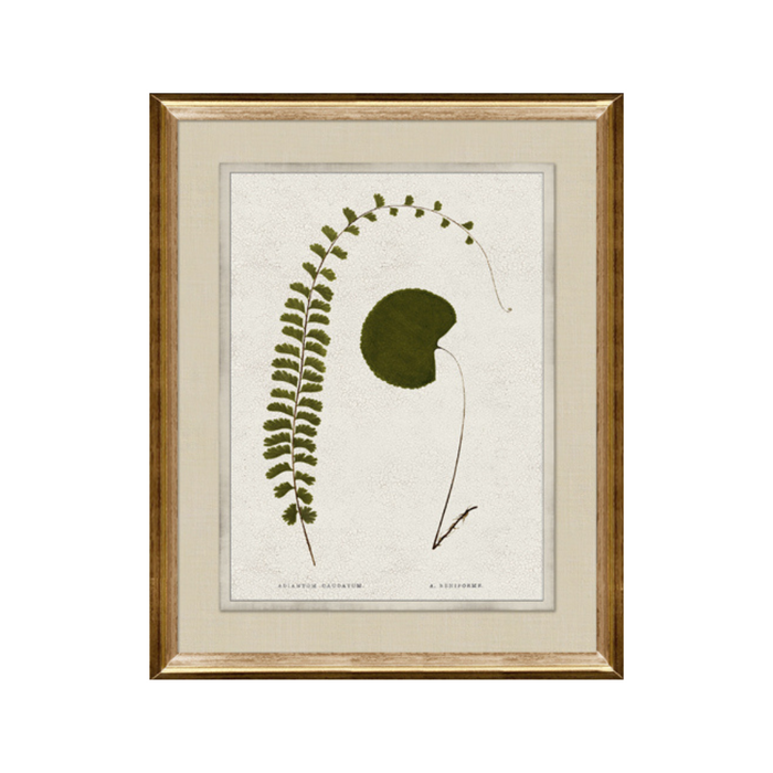 Botanical Green I [17" x 21"]
