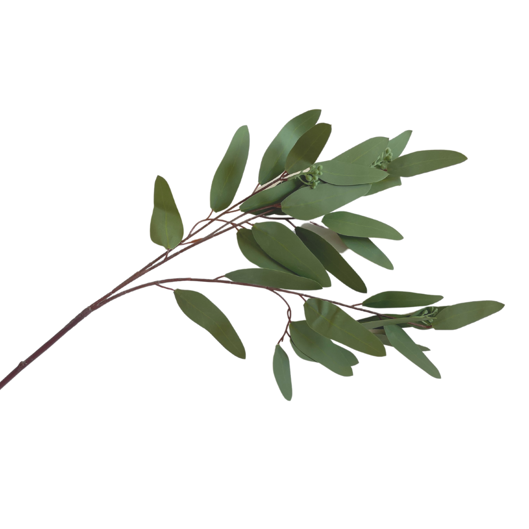 Eucalyptus Branch