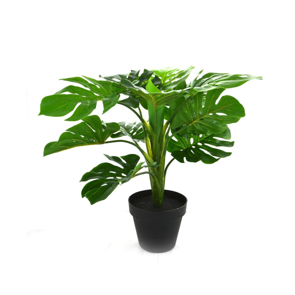 Philodendron 5.5in