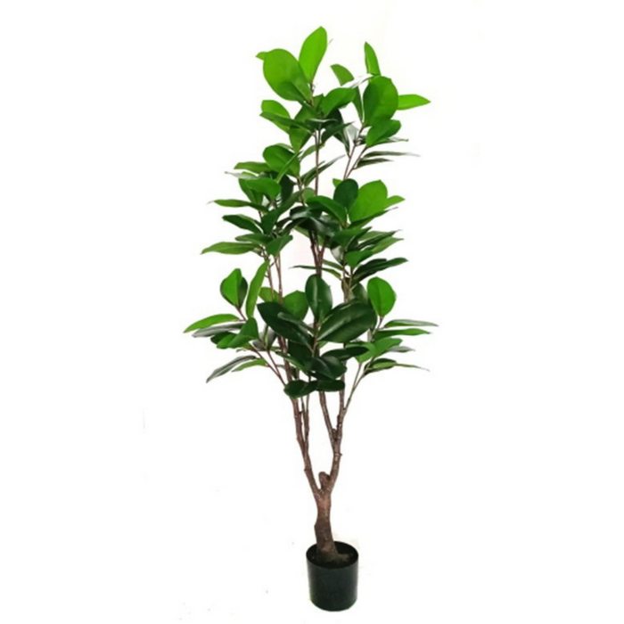 5' Sweet Bay Magnolia Plant