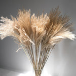 Long Cane Grey Dried Maiden Grass - Bunch of 8